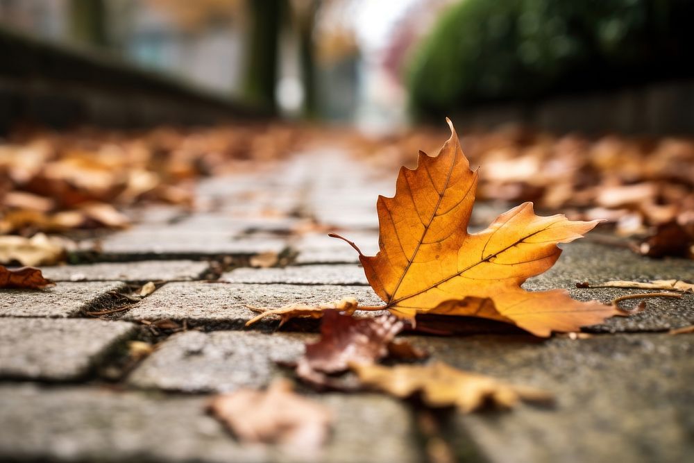 Dry autumn leave falling tree leaves street.