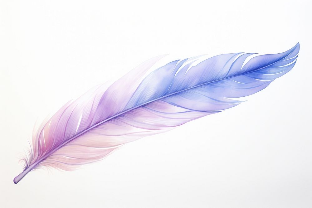 Minimal horizontal one feather with shape edge in bottom border nature lightweight creativity.