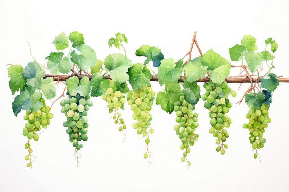 Clean vine grapes plant food.