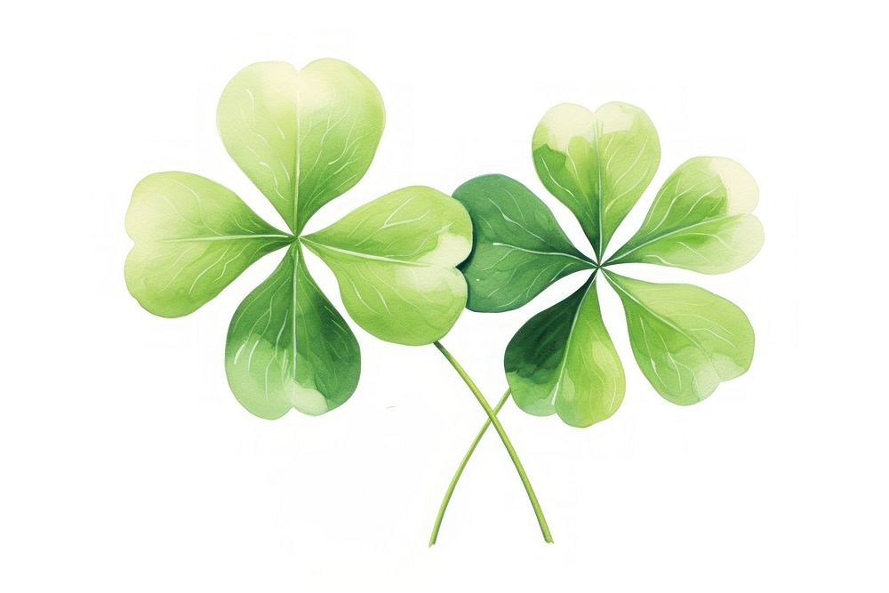 4 clover leaf plant white background freshness. AI generated Image by rawpixel.