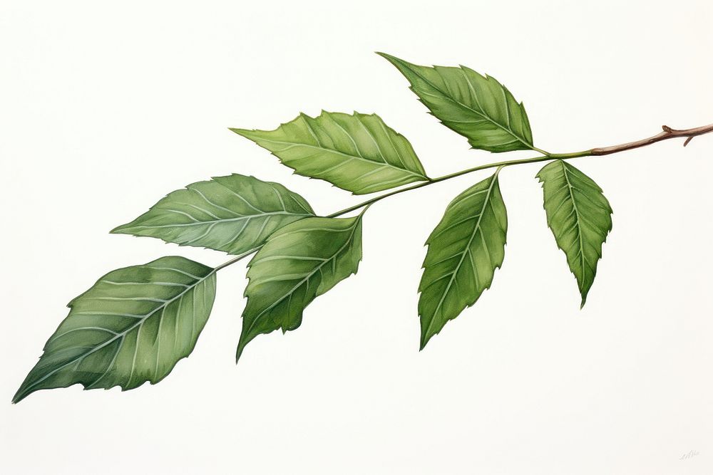 Ash leaf drawing plant green. AI generated Image by rawpixel.