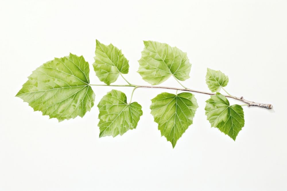 Birch leaf plant green herbs. AI generated Image by rawpixel.