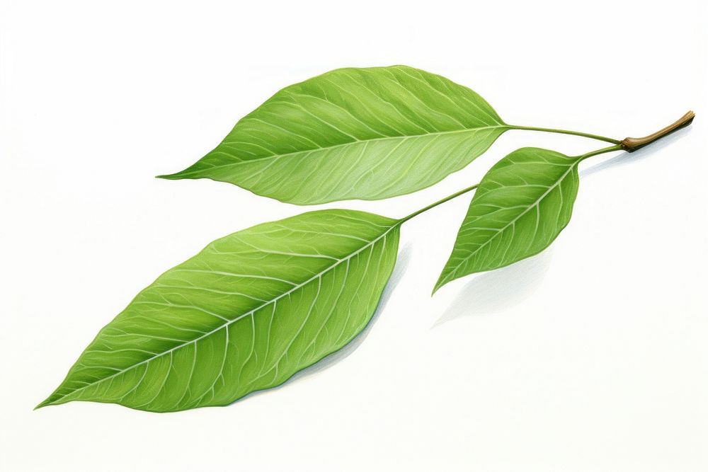 Hickory leaf plant tree white background. AI generated Image by rawpixel.