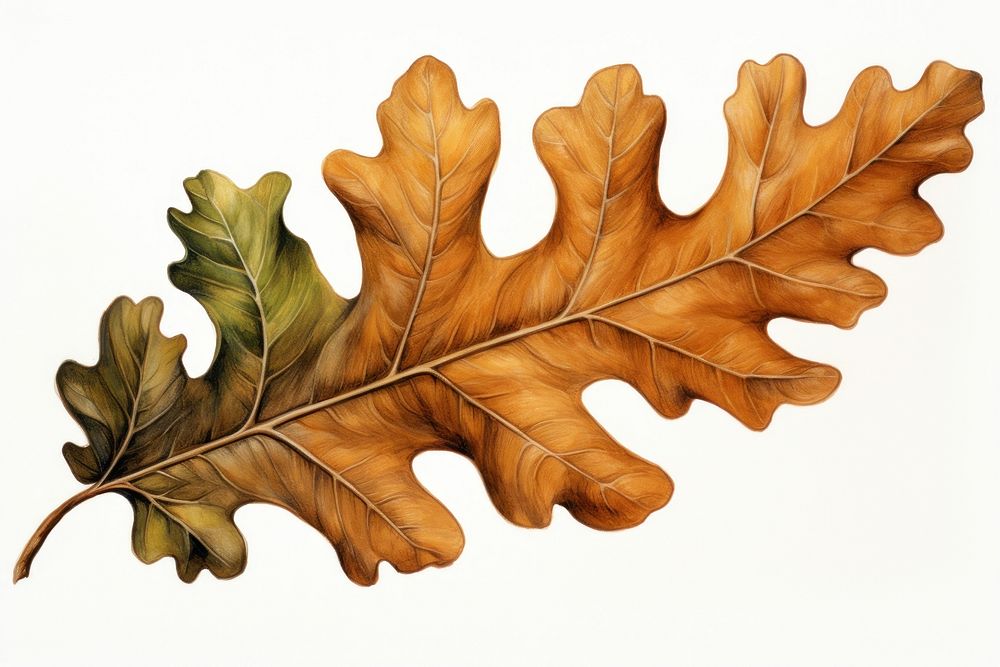 Oak leaf plant tree food. AI generated Image by rawpixel.