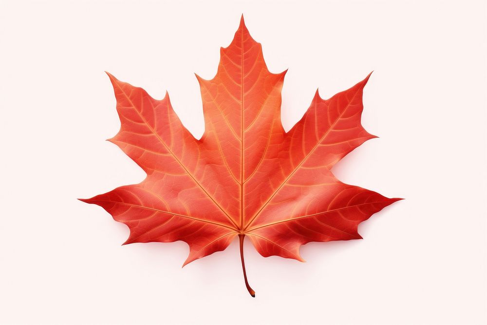 Maple leaf plant tree fragility. AI generated Image by rawpixel.
