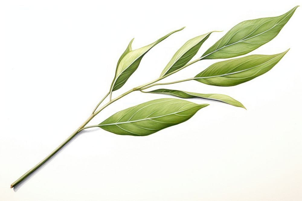 Willow leaf plant herbs white background. AI generated Image by rawpixel.