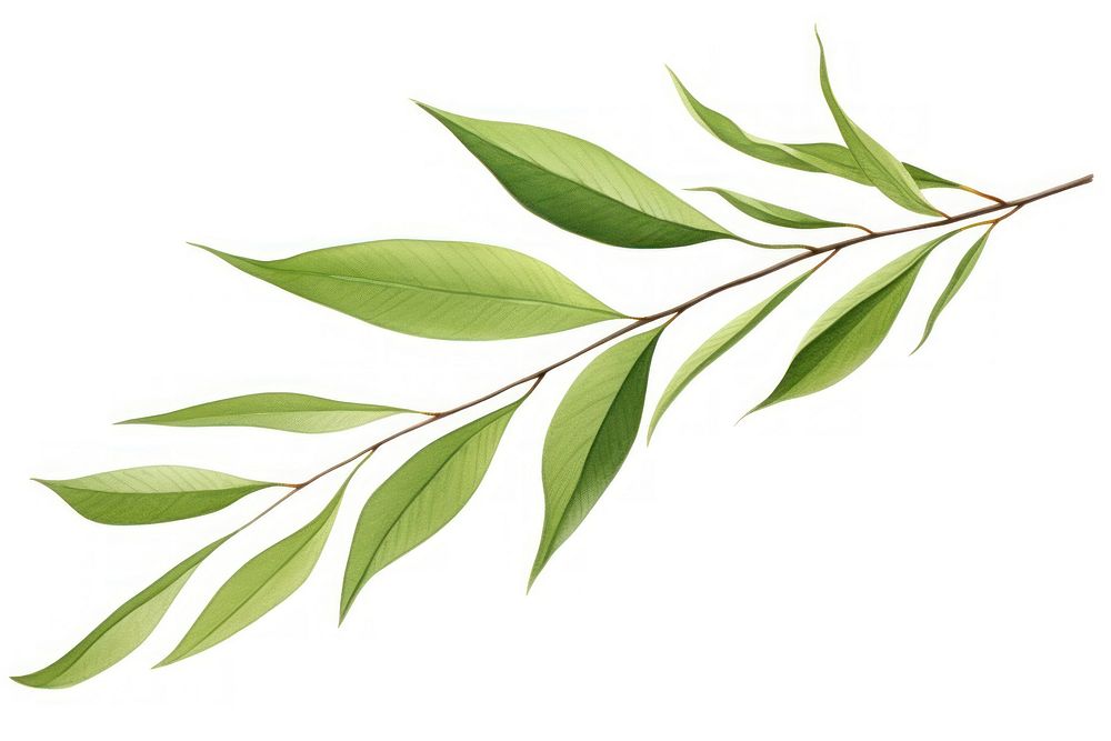 Willow leaf plant herbs tree. AI generated Image by rawpixel.