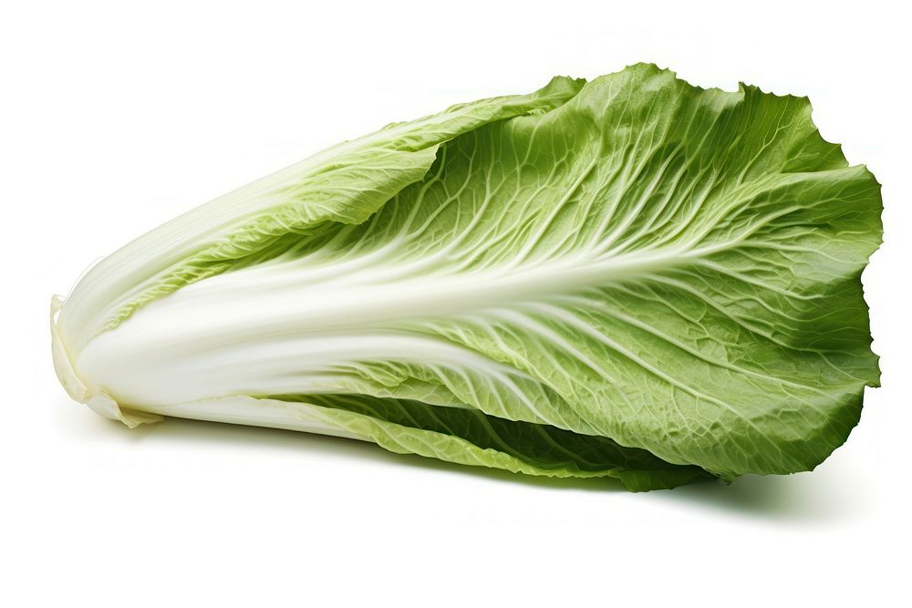 Chinese cabbage vegetable lettuce plant.