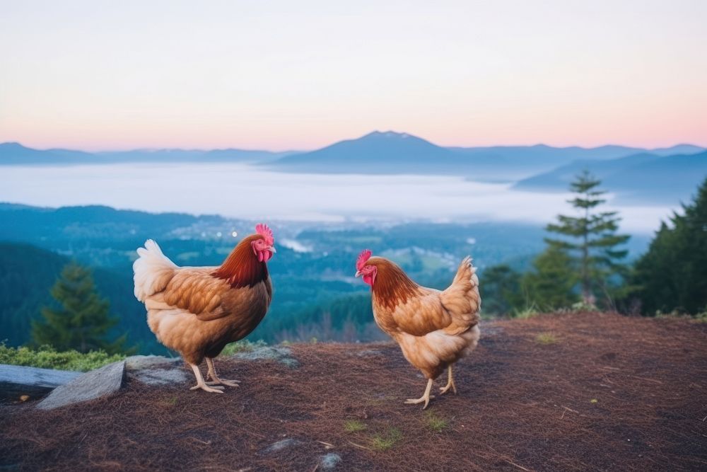 Two free-range chickens at sunrise poultry animal bird. AI generated Image by rawpixel.