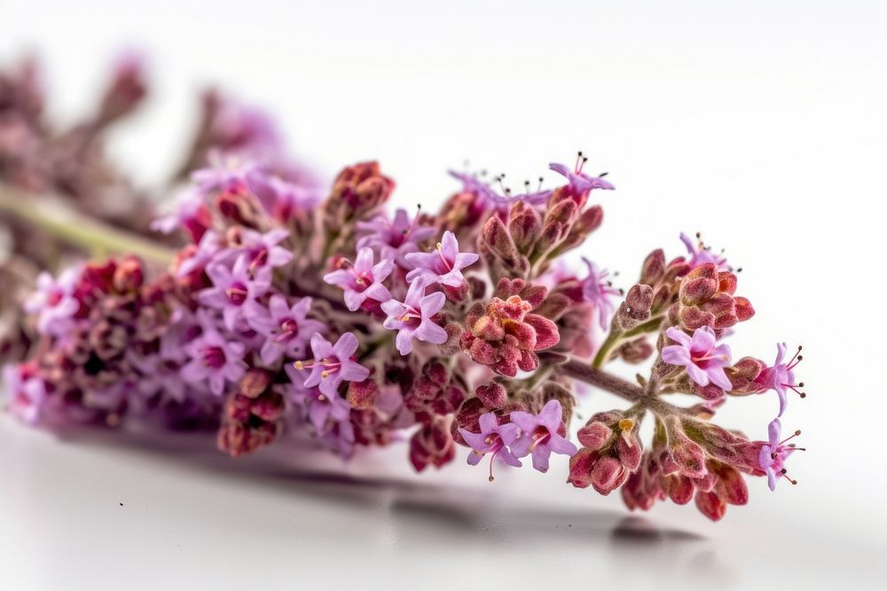 Twig of coral limonium flowers blossom lilac plant. AI generated Image by rawpixel.