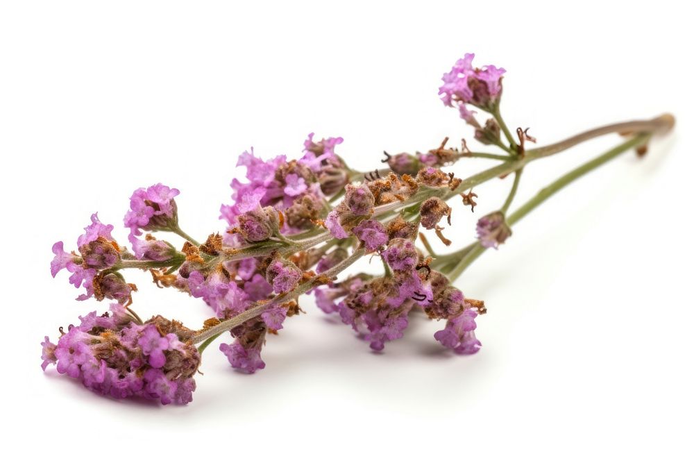 Twig of coral limonium flowers lavender blossom plant. AI generated Image by rawpixel.