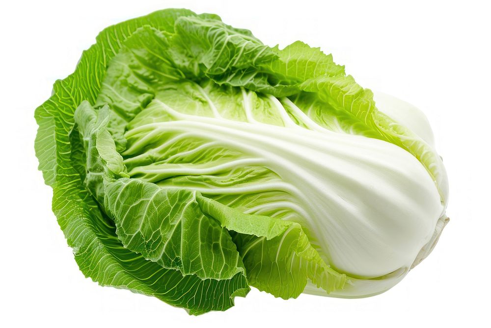 Chinese cabbage vegetable white plant.