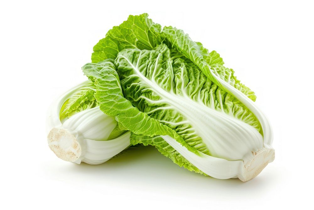 Chinese cabbage vegetable lettuce plant.