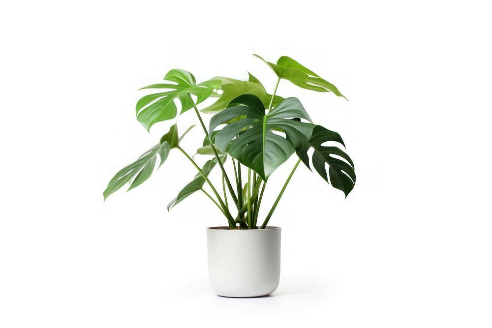 Philodendron plant leaf white background.
