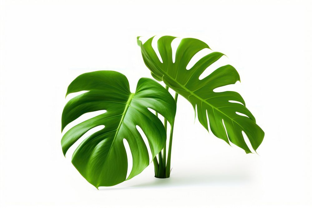 Philodendron plant green leaf.