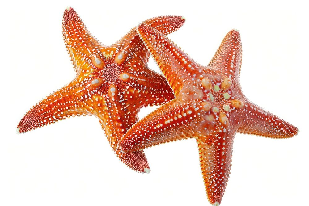 2 Starfishs starfish animal invertebrate.