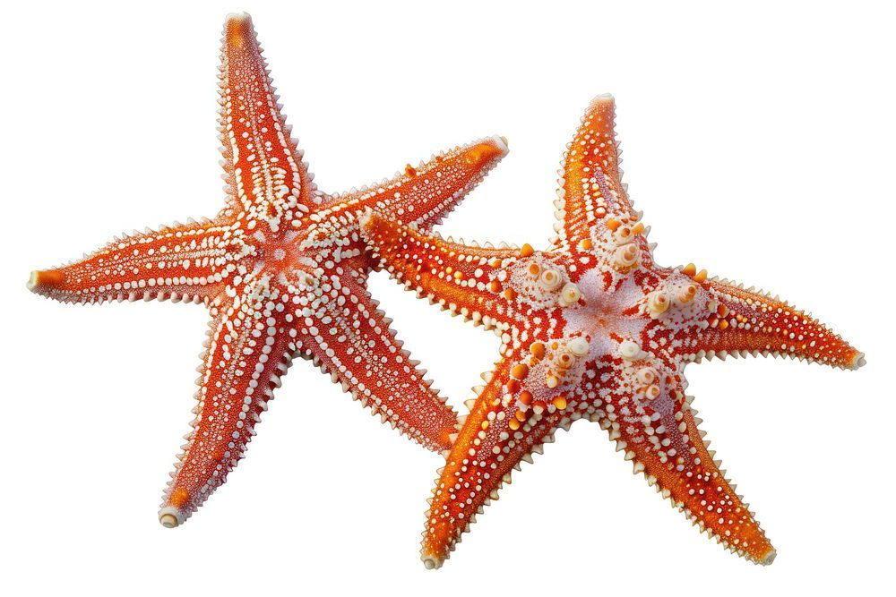 2 Starfishs starfish animal invertebrate.