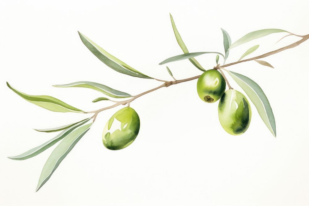 An olive branch plant leaf tree.