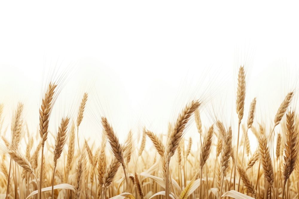 Wheat landscape wheat agriculture backgrounds. | Free Photo - rawpixel