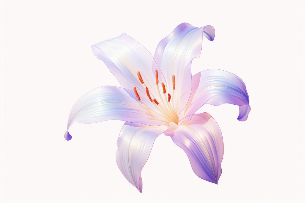 A lily blossom flower petal.
