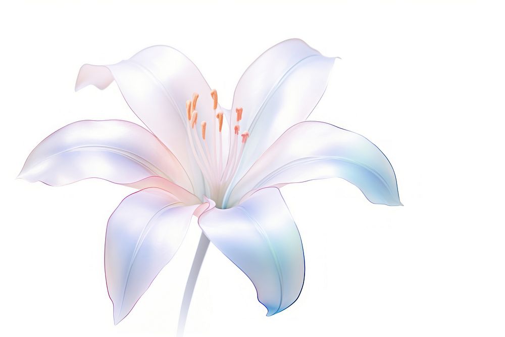 A lily flower petal plant.