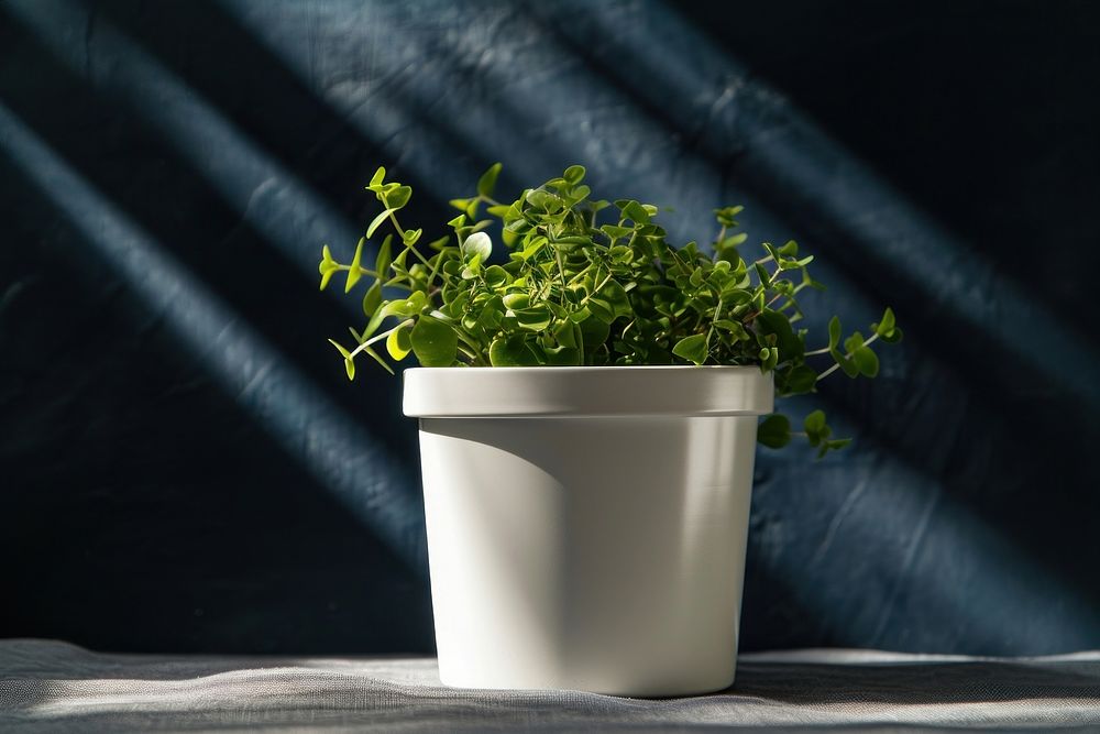 Ceramic plant pot houseplant windowsill freshness.