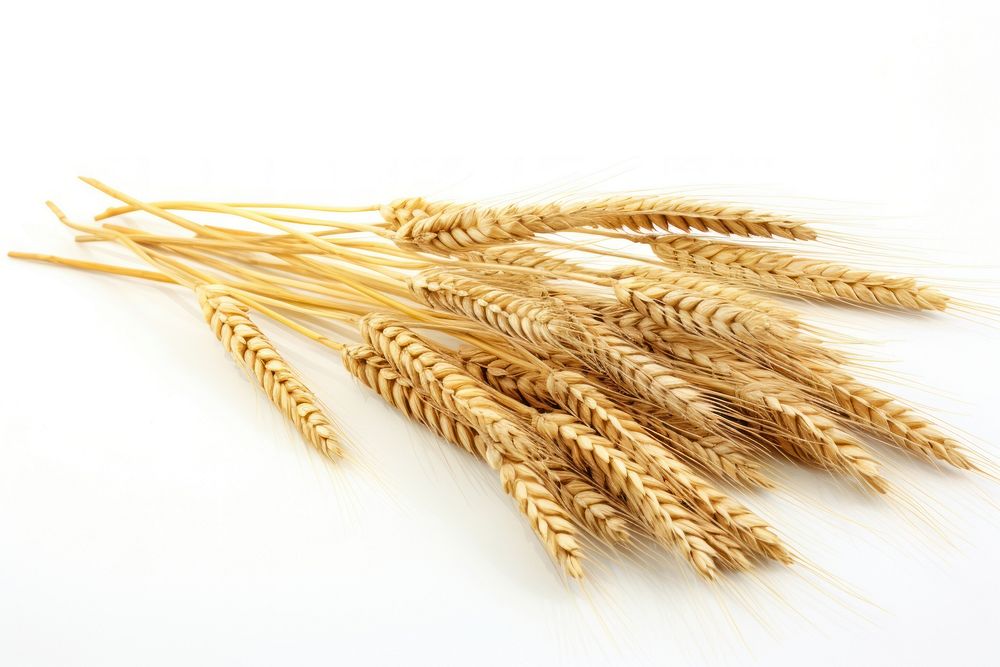 Wheat wheat crop food.
