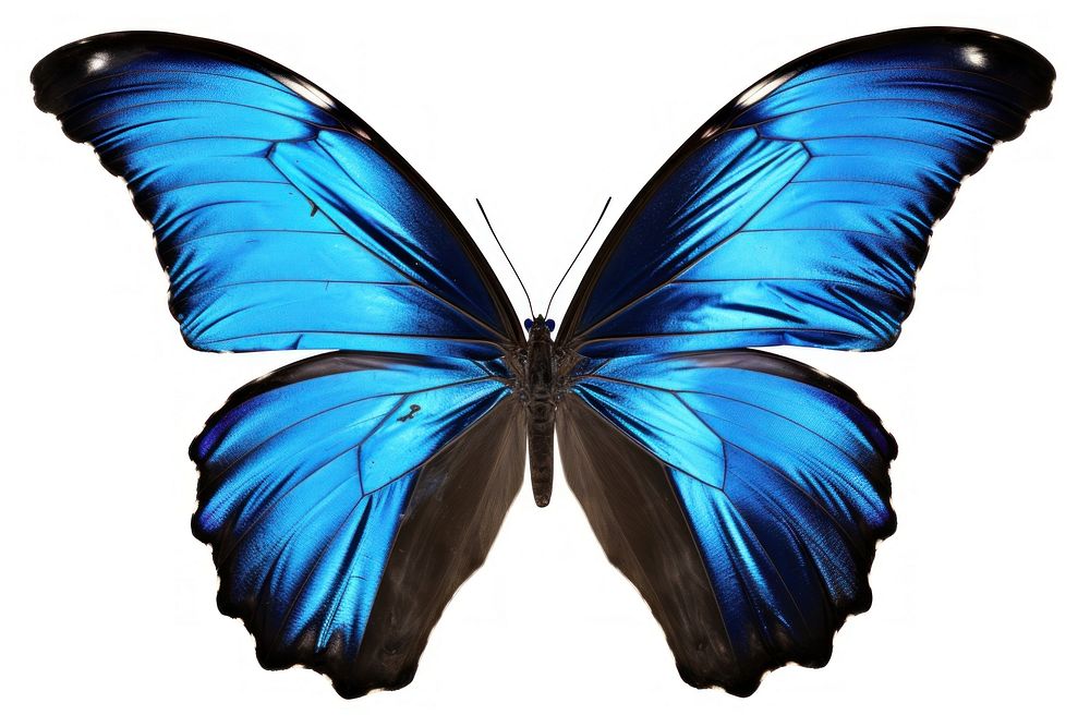 Blue morpho butterfly animal insect white background.