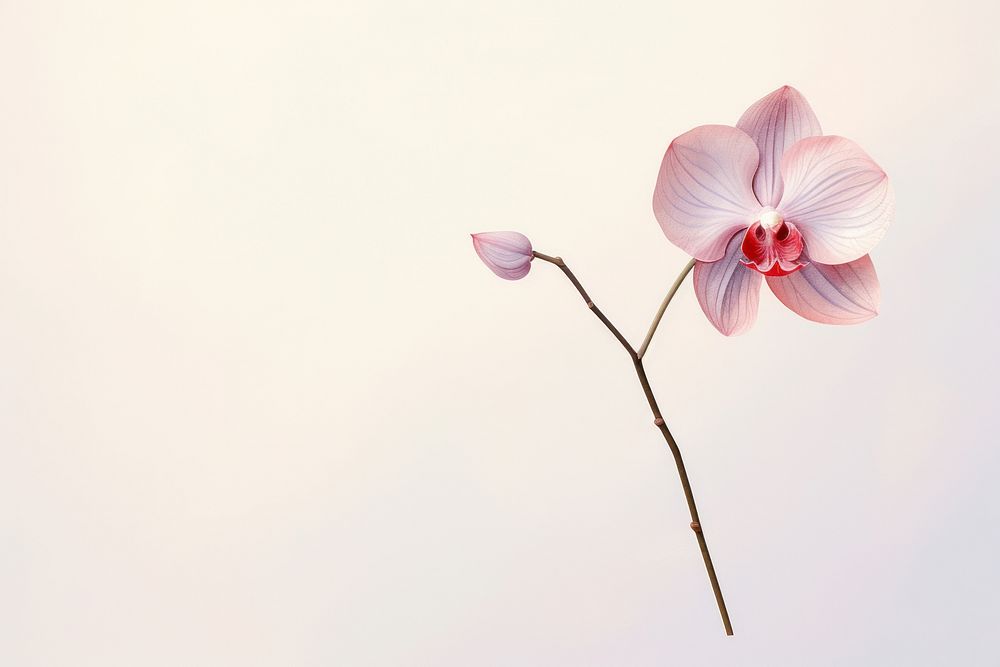 An orchid blossom flower petal. AI generated Image by rawpixel.