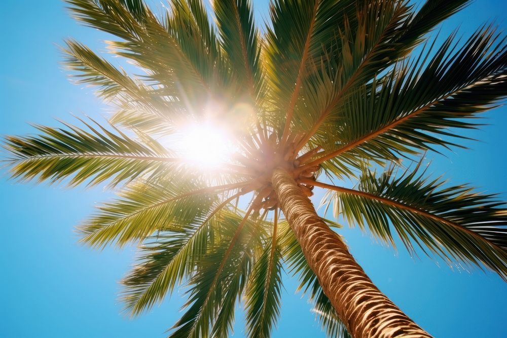 Palm tree nature sky sun.