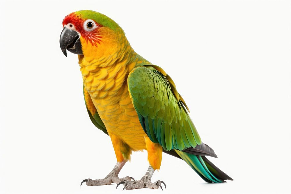 Parrot transparent parrot animal bird.