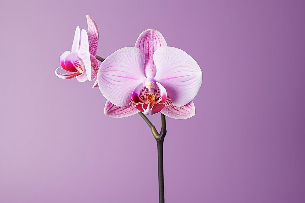An orchid blossom flower plant. AI generated Image by rawpixel.