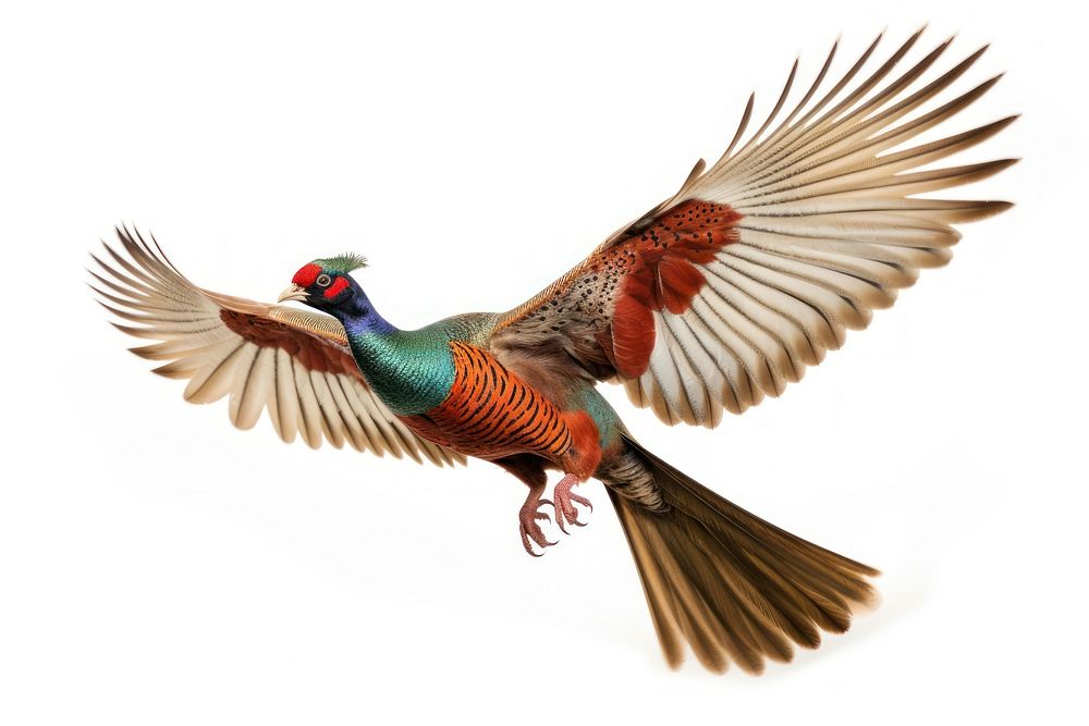Ringneck Pheasant pheasant animal flying.
