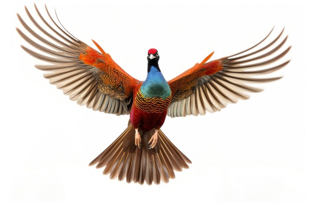 Ringneck Pheasant pheasant animal flying.
