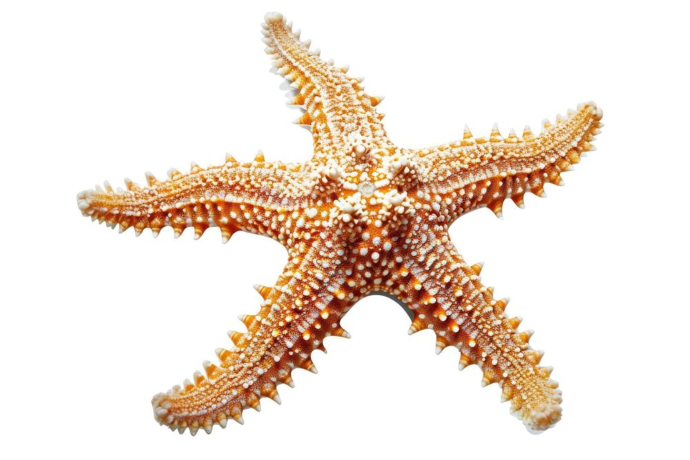 Starfish starfish animal invertebrate.