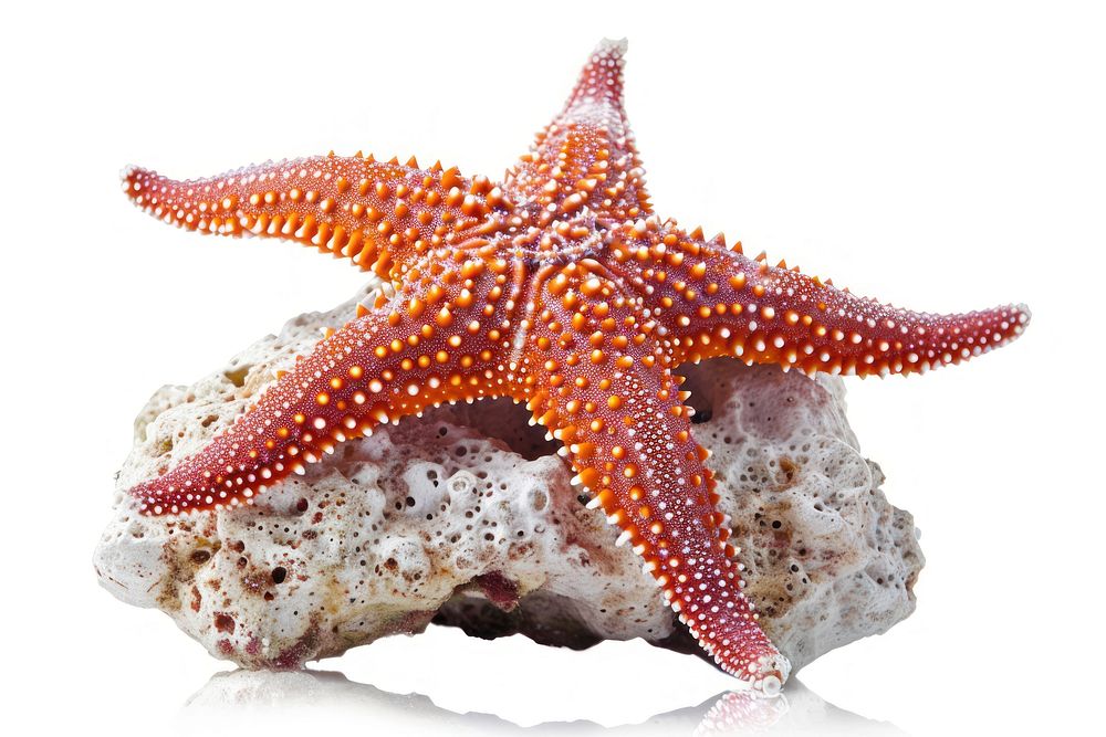 Starfish starfish animal invertebrate.