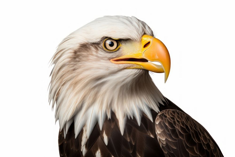 An eagle animal beak bird.