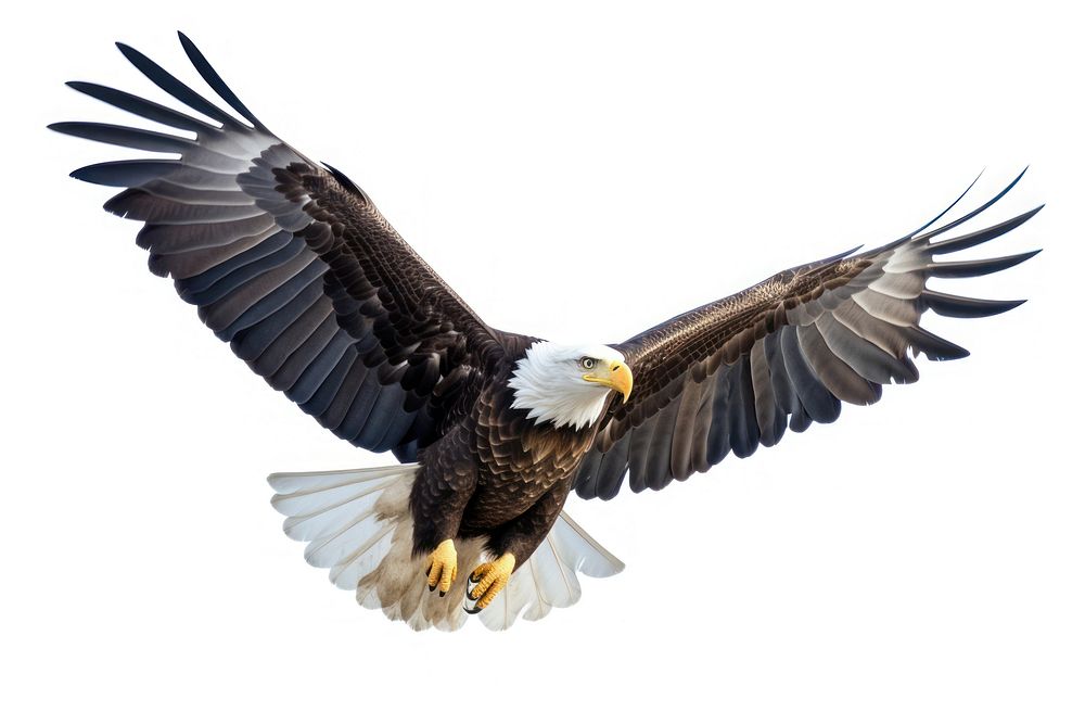 An eagle animal flying bird.