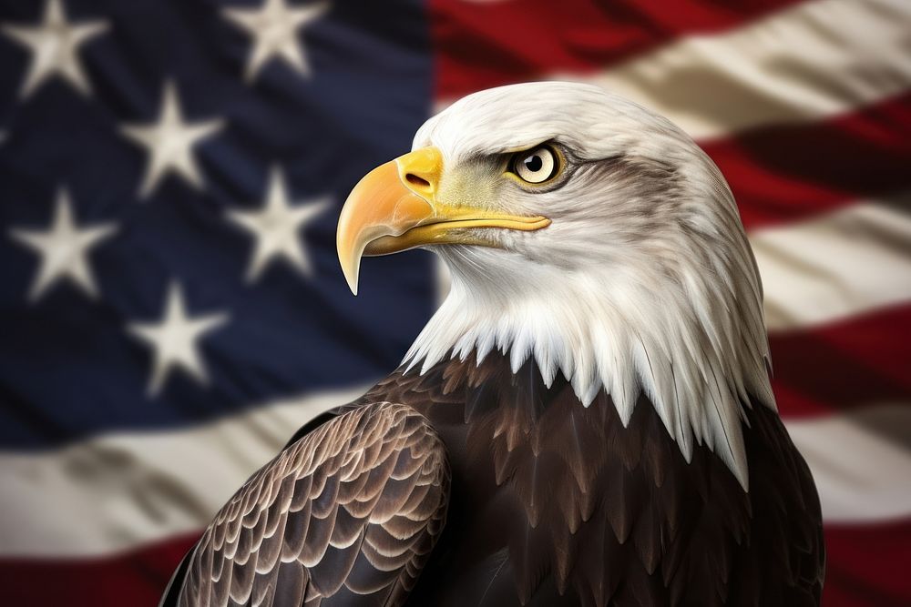 An eagle and USA flag nation background animal bird beak.