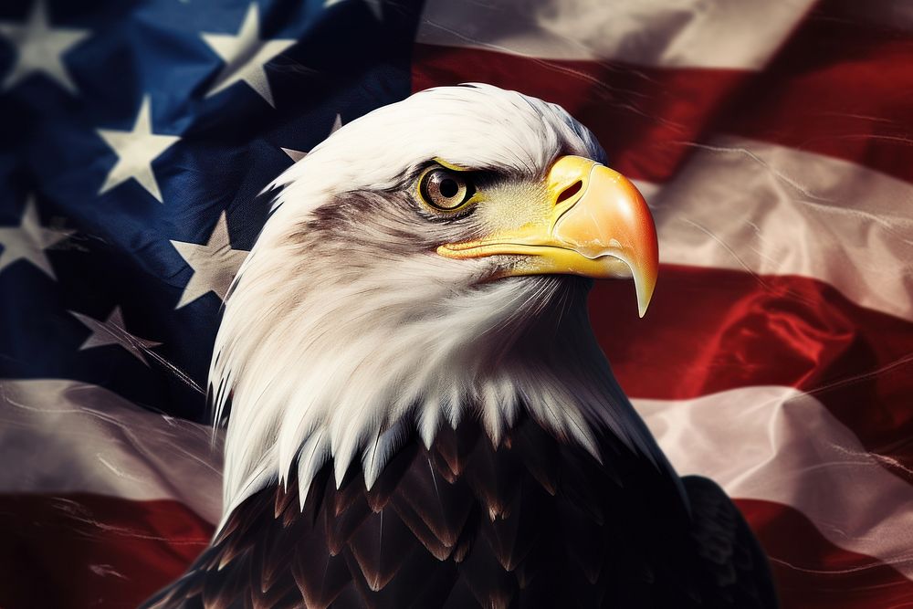 USA american flag creative patriotic background with bald eagle design bird beak patriotism.