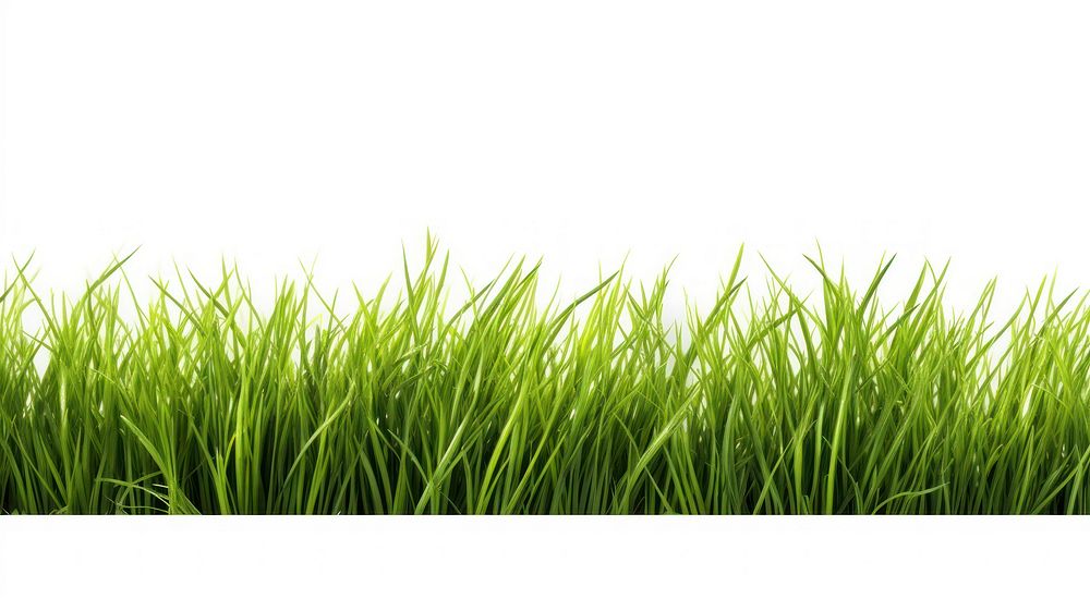 Green grass backgrounds nature plant.