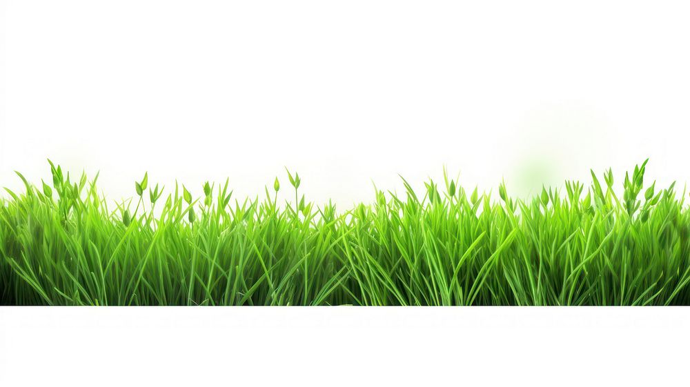 Green grass backgrounds nature plant.