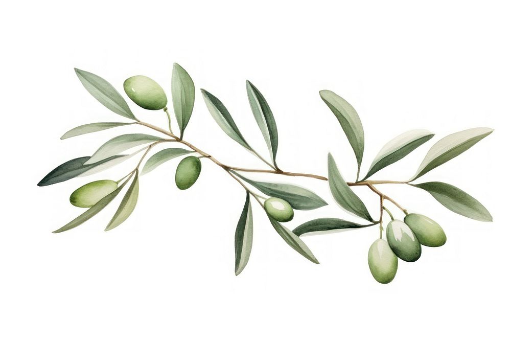 Olive branch plant herbs leaf.