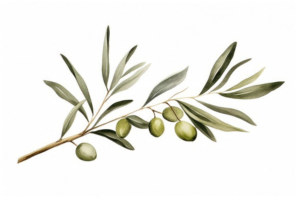 Olive branch hand drawn watercolor plant.
