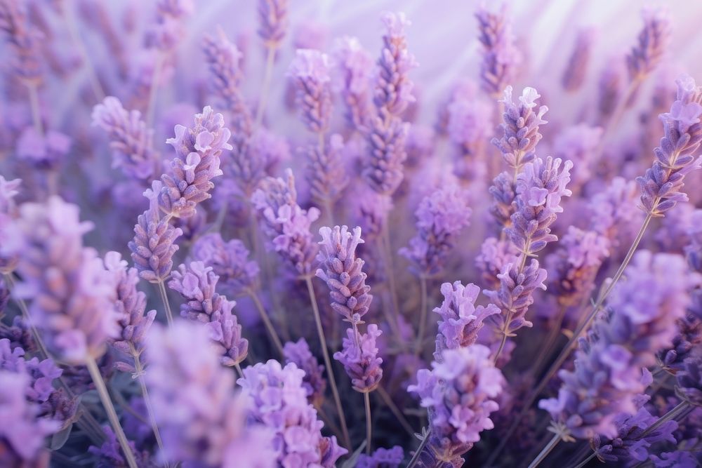 Lavender background Pastel purple backgrounds blossom.