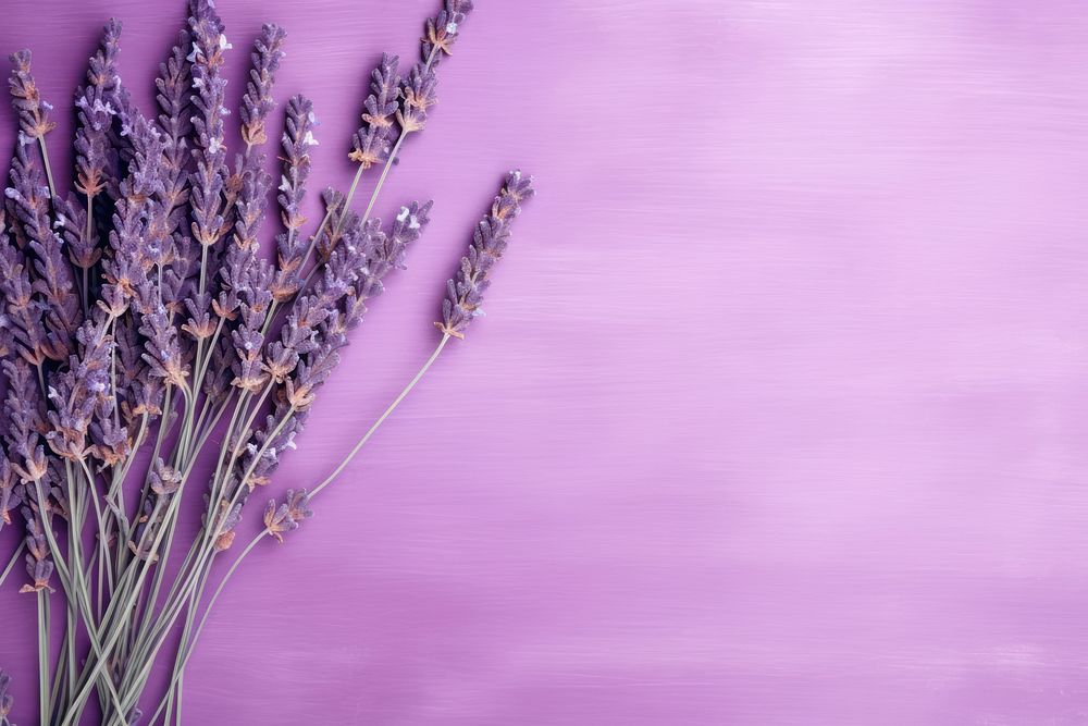 Lavender background lavender backgrounds flower.