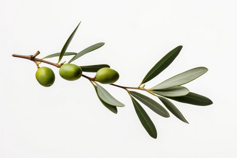Olive branch plant leaf tree.