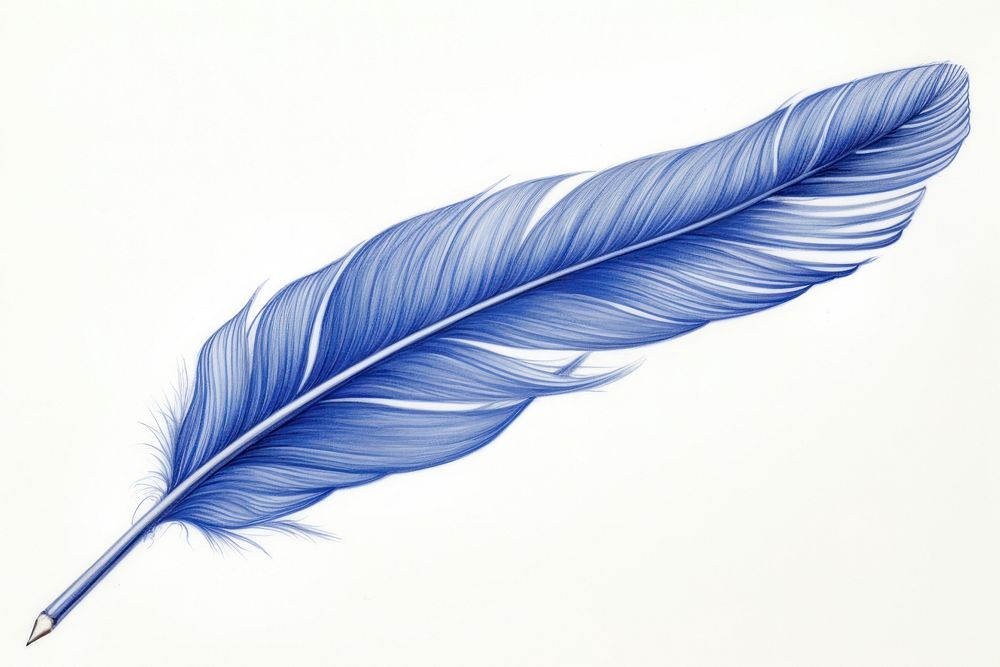 Drawing feather sketch blue pen.