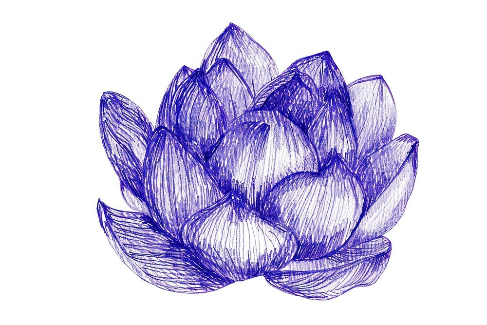 Drawing lotus sketch artichoke illustrated.