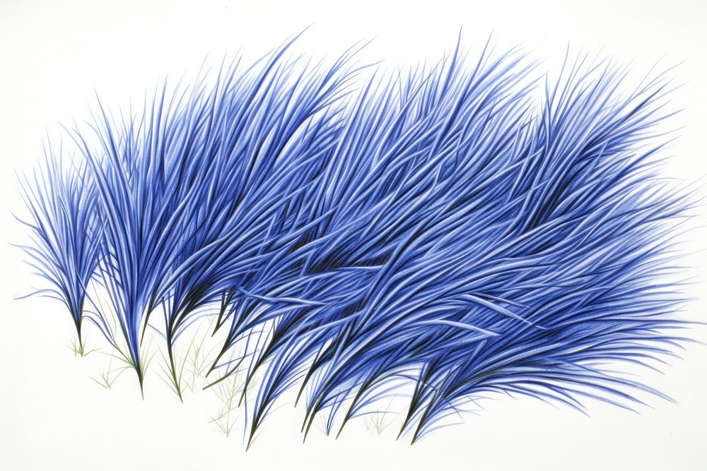 Drawing grass sketch plant blue.
